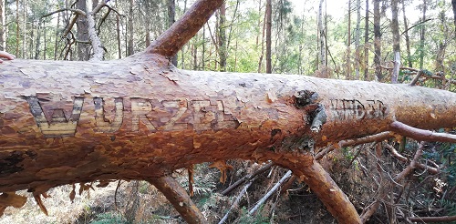 Titelbild der Wurzelkinder